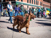 Irish Setters Recognized as AKC breed since 1878