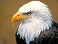 The American Eagle — Symbol and Treasure