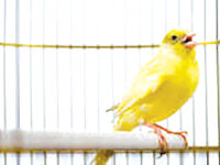 Mother’s Day Tribute: The Canary is Singing