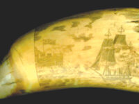 Collecting Scrimshaw