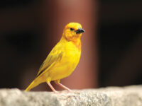 The Canary Is Singing