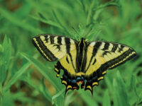 Let a Butterfly Be Your Guide