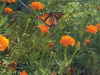 March of the Monarchs