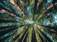 American History April Anniversaries